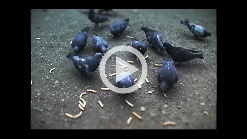 スマスマジングル